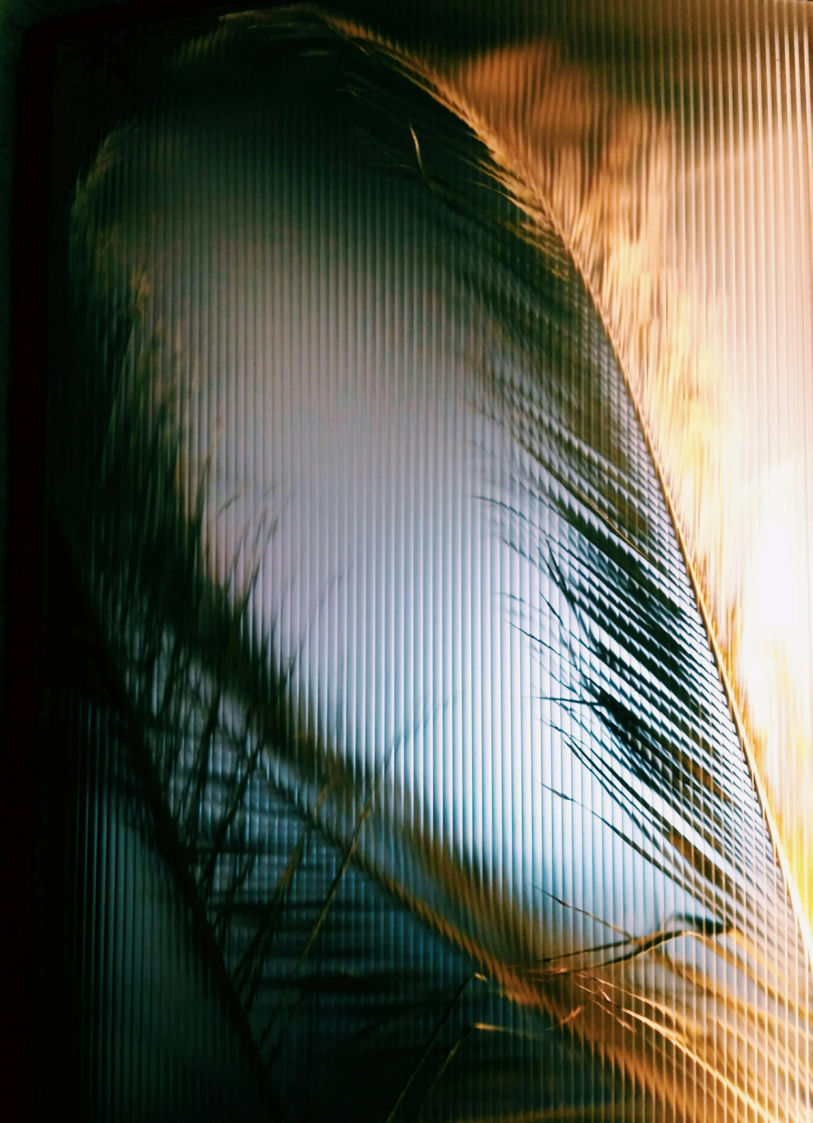a close up of a feather on a television screen, by Nathalie Rattner, refracted sunset, portrait no. 1, palm lines, analog photo