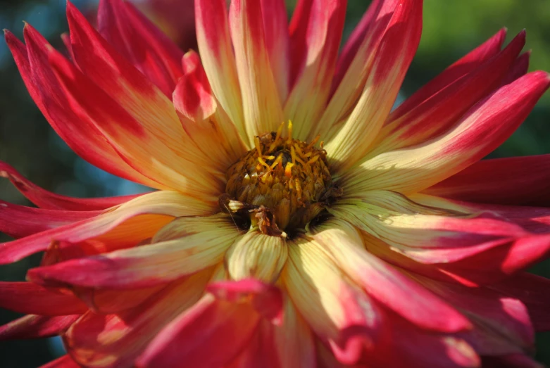 a close up of a red and yellow flower, square, cottagecore flower garden, multi - coloured, sunburst