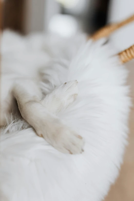 a white cat is sleeping in a hammock, trending on pexels, furry art, bunny leg, soft fur texture, resting on his throne, arms outstretched