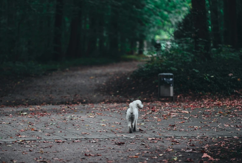a white dog walking down a path in the woods, an album cover, unsplash, postminimalism, litter, animals in the streets, ignant, long distance photo
