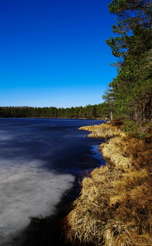 a large body of water next to a forest, a picture, inspired by Eero Järnefelt, unsplash, sunny winter day, today\'s featured photograph 4k, walking on ice, shore