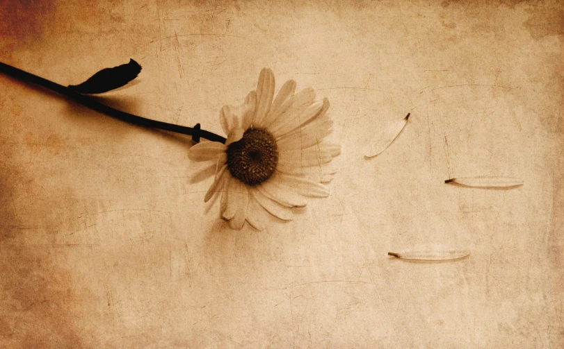 a single flower sitting on top of a wooden table, an album cover, trending on pexels, art photography, on old paper, daisy, injured, sepia