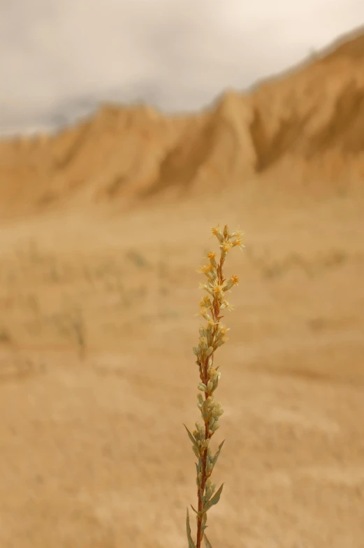 a small plant in the middle of a desert, by David Simpson, gold flaked flowers, epic land formations, tall thin, nature photograph