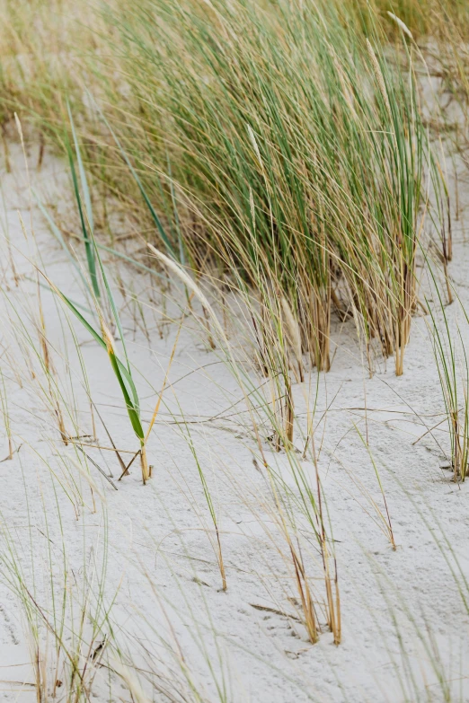 a red fire hydrant sitting on top of a sandy beach, by Jan Jahn, unsplash, minimalism, hiding in grass, panorama, white, straw