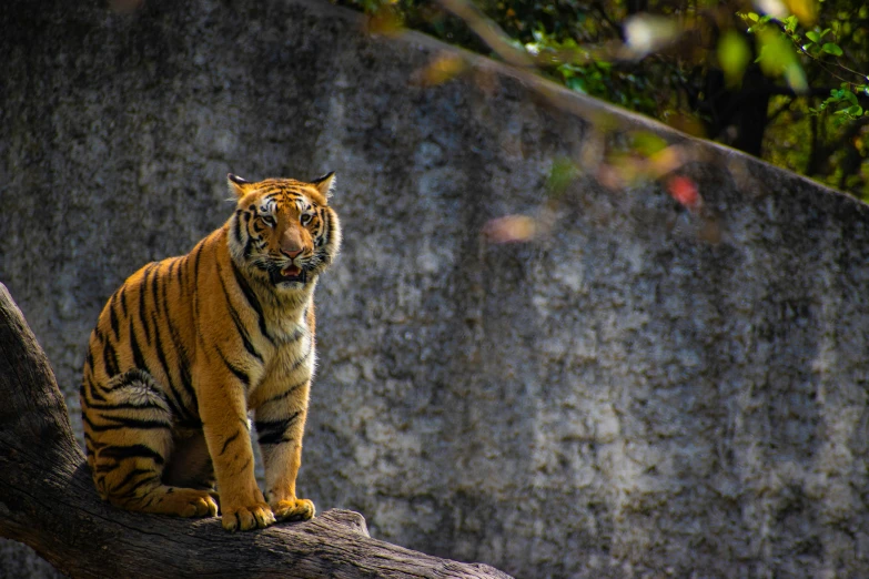 a tiger sitting on top of a tree branch, a portrait, pexels contest winner, fan favorite, perched on a rock, calcutta, portrait”