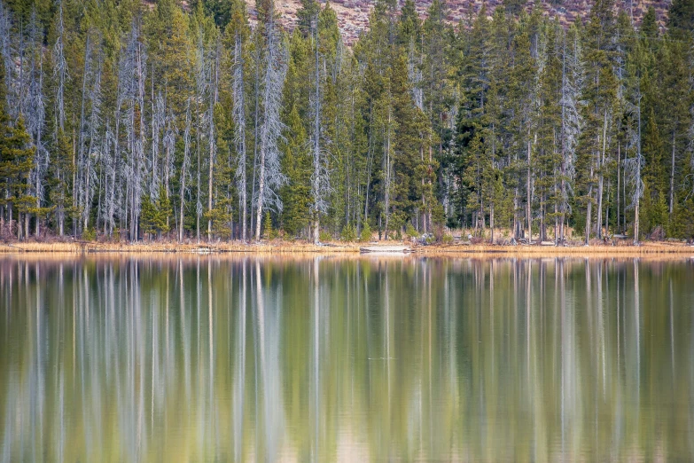 a large body of water surrounded by trees, by Jim Nelson, pexels contest winner, wyoming, waterline refractions, sparse pine forest, fine detail post processing