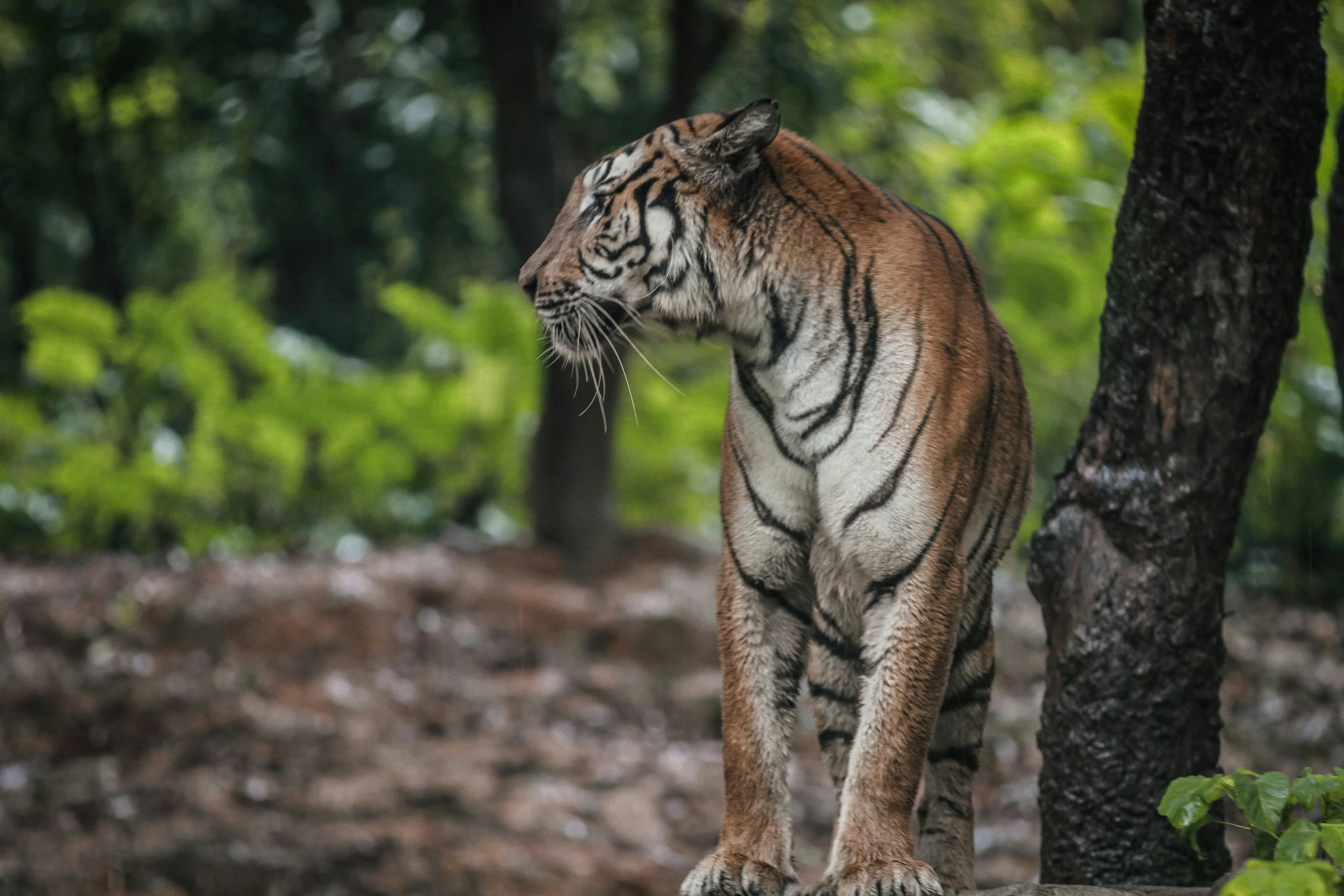 a tiger standing on a rock in the woods, pexels contest winner, 🦩🪐🐞👩🏻🦳, indian, female gigachad, aged 2 5