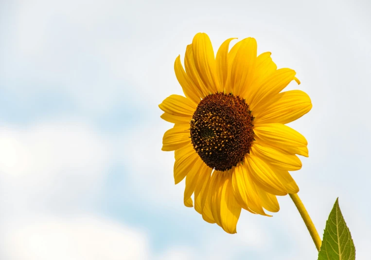 a close up of a sunflower with a blue sky in the background, unsplash, minimalism, slight overcast weather, slide show, high - resolution, highly rendered