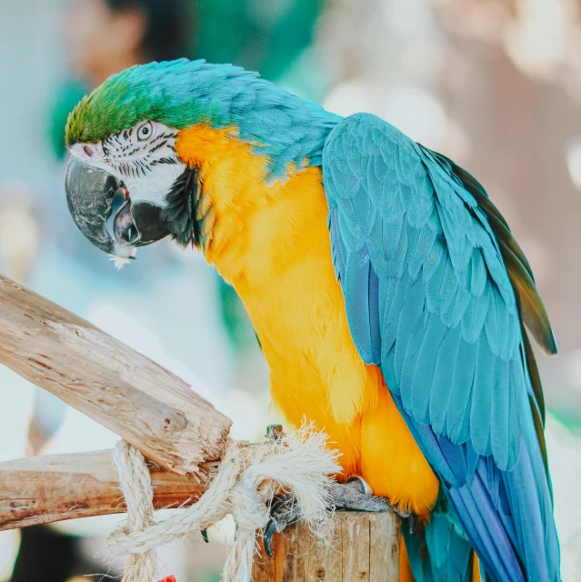 a colorful parrot sitting on top of a wooden post, pexels contest winner, renaissance, cyan and orange, 🦩🪐🐞👩🏻🦳, people watching around, covered in feathers