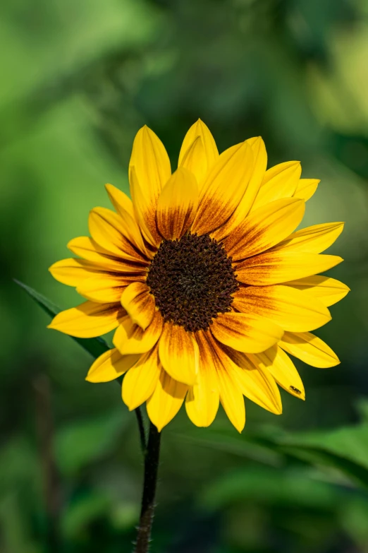 a close up of a sunflower with a blurry background, slide show, uncrop