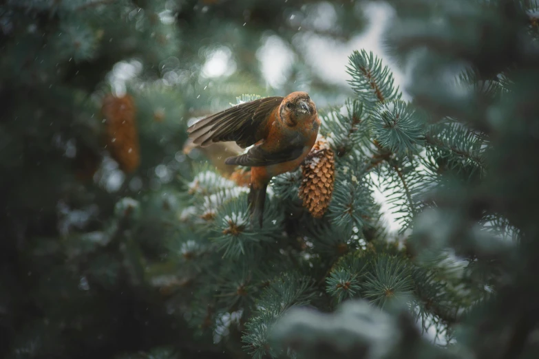 a bird sitting on top of a pine tree, by Emma Andijewska, pexels contest winner, renaissance, it's raining outside, high angle close up shot, 🦩🪐🐞👩🏻🦳, brown
