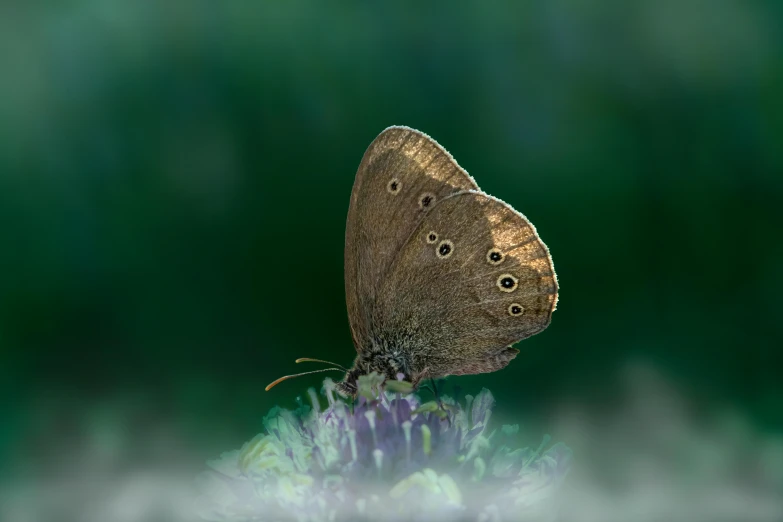 a brown butterfly sitting on top of a purple flower, paul barson, muted green, andrey gordeev, small