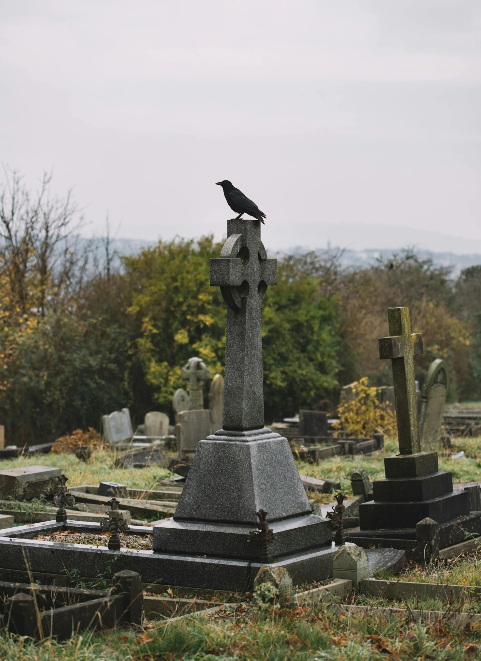 a bird sitting on top of a tombstone in a cemetery, profile image