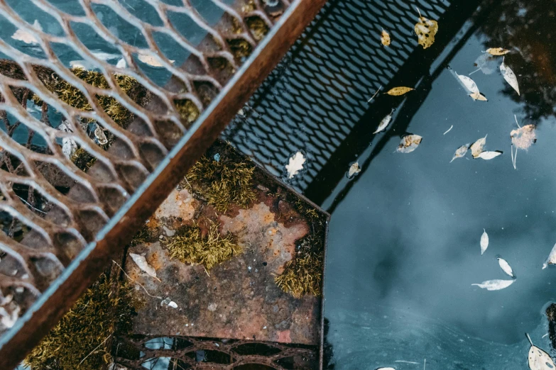 a person standing in a puddle of water next to a metal grate, a picture, by Matt Cavotta, trending on unsplash, environmental art, meat and lichens, trap made of leaves, metallic bridge, small fish swimming around