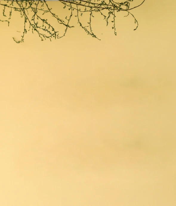 a couple of birds sitting on top of a tree branch, an album cover, inspired by Zhang Kechun, unsplash, postminimalism, golden mist, abstract detail, mono-yellow, no people 4k