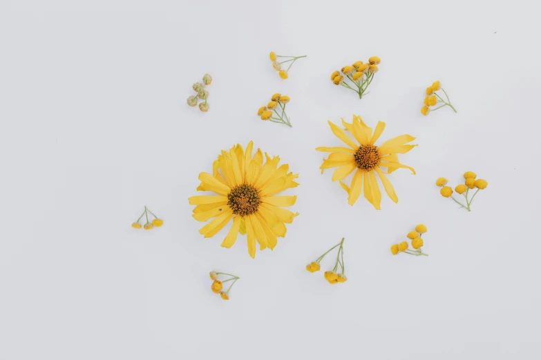 yellow flowers on a white surface, an album cover, trending on unsplash, miscellaneous objects, intricate image, high quality image, flattened