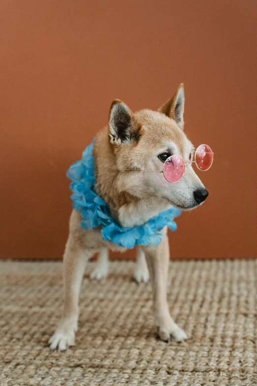a small dog wearing a blue dress and a pink nose, a pastel, trending on unsplash, neo-dada, shiba inu, made of lab tissue, wearing red tainted glasses, high-quality photo