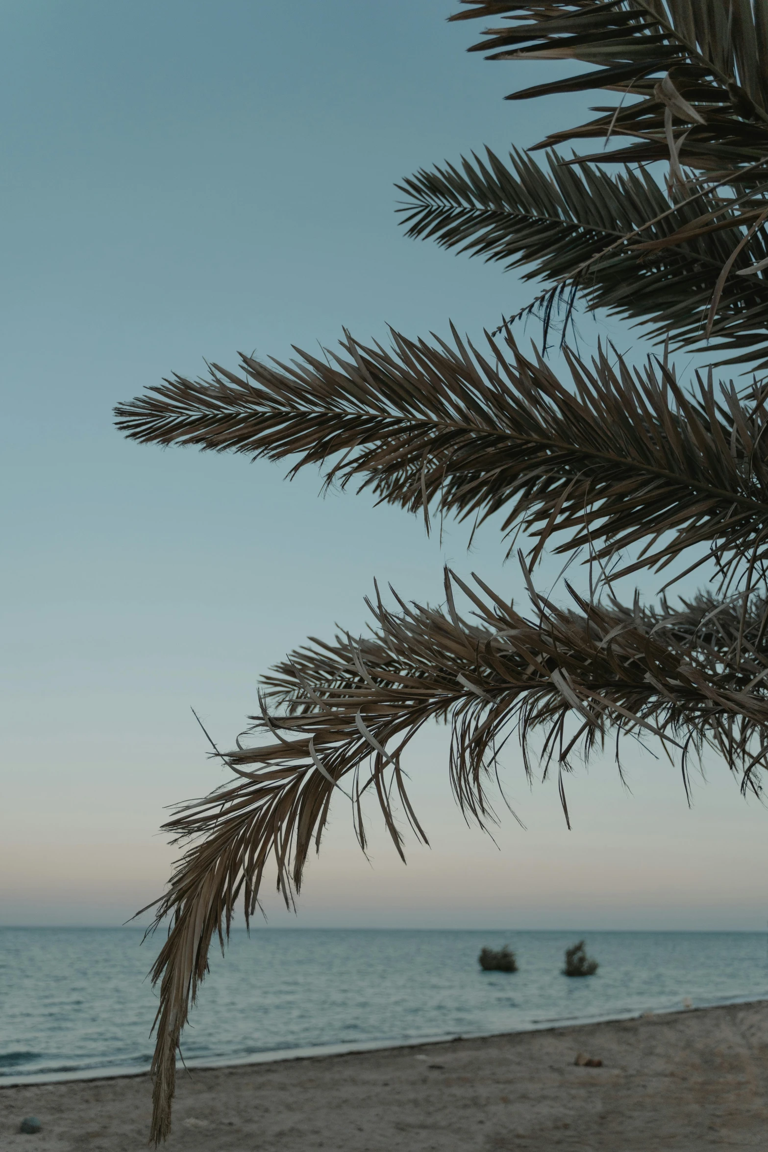 a palm tree sitting on top of a sandy beach, evening time, marbella, overhanging branches, zoomed in