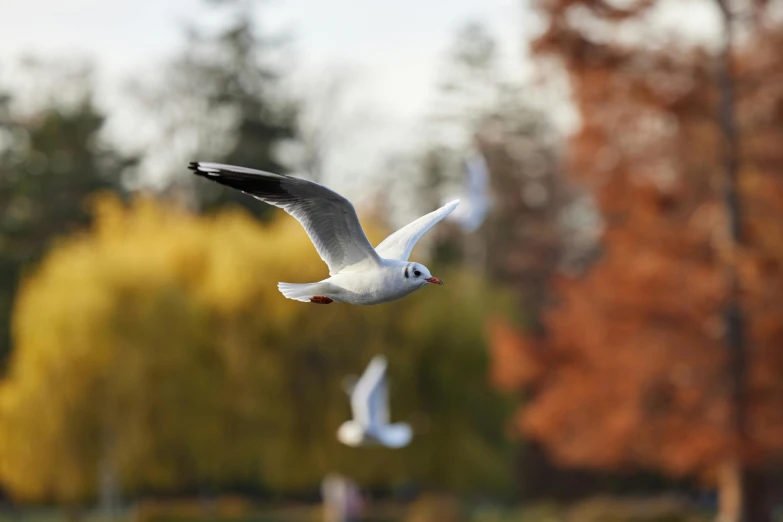 a flock of seagulls flying over a body of water, a tilt shift photo, pexels contest winner, arabesque, flying trees and park items, autum, white, grey