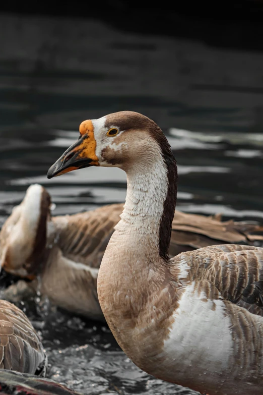 a group of ducks floating on top of a body of water, upclose