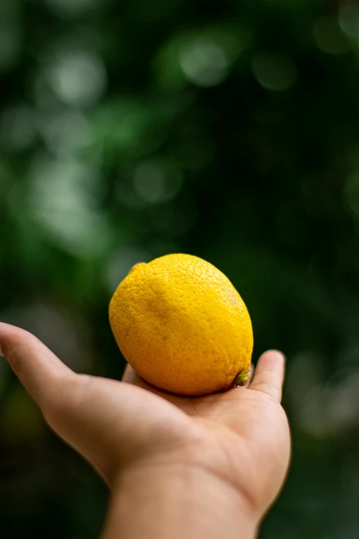 a person holding a lemon in their hand, pexels, tall shot, organic detail, high quality product image”, lush surroundings