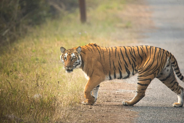 a tiger walking across a dirt road next to tall grass, pexels contest winner, provocative indian, slightly pixelated, kung fu, striped