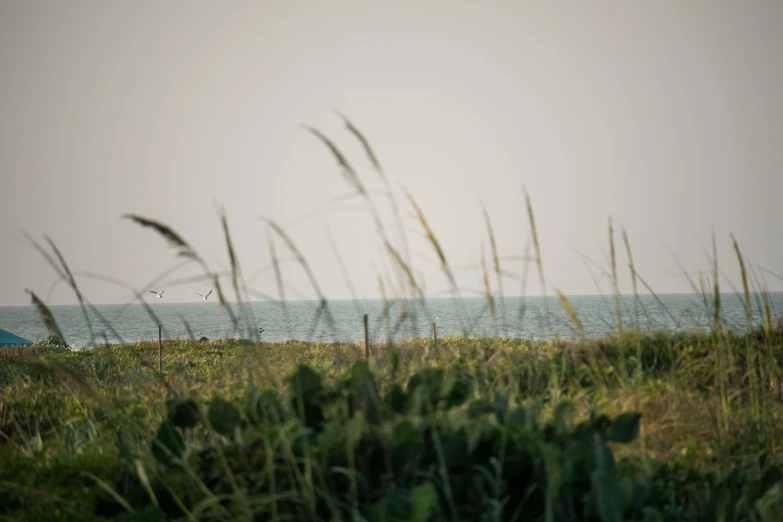 a couple of umbrellas sitting on top of a lush green field, a picture, unsplash, visual art, sea weed, dunes, obscured underexposed view, beach setting medium shot