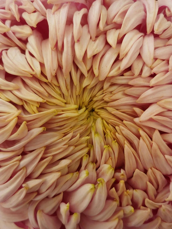 a close up of a large pink flower, chrysanthemum, award - winning crisp details ”, intense albino, max dennison