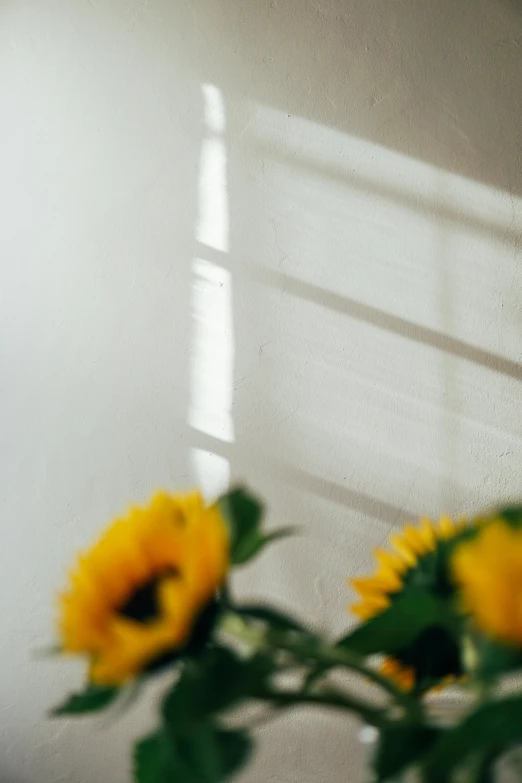 a vase of sunflowers in front of a window, unsplash, light and space, background image, soft light through blinds, two suns, with a white background