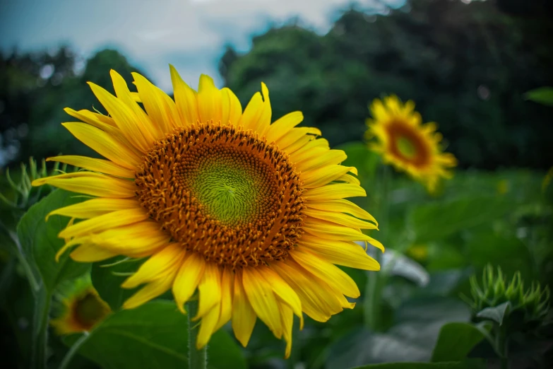 a close up of a sunflower in a field, pexels contest winner, hyperrealism, paul barson, colors : yellow sunflowers, delightful surroundings, grey