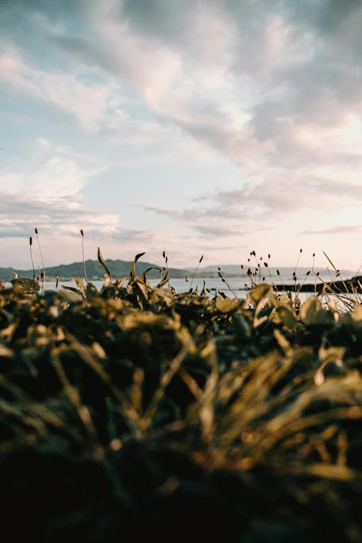 a boat sitting on top of a lush green field, by Niko Henrichon, trending on unsplash, at beach at sunset, grass field surrounding the city, bay area, pale pink grass