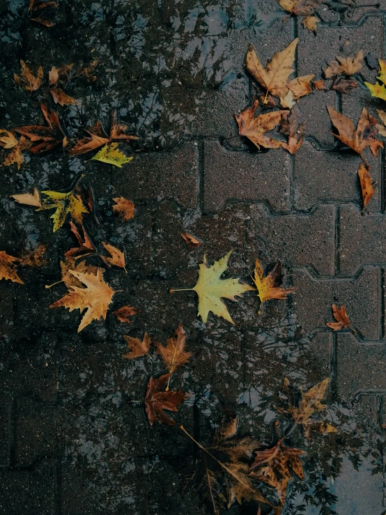 a red fire hydrant sitting on top of a sidewalk covered in leaves, inspired by Elsa Bleda, pexels contest winner, wet reflective tile floor, muted brown yellow and blacks, thumbnail, multiple stories