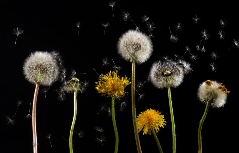 a group of dandelions blowing in the wind, by Paul Davis, art photography, award-winning shot, on black background, ap art, high detal