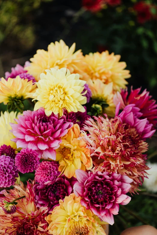 a close up of a person holding a bouquet of flowers, dahlias, pink and yellow, fall colors, piled around