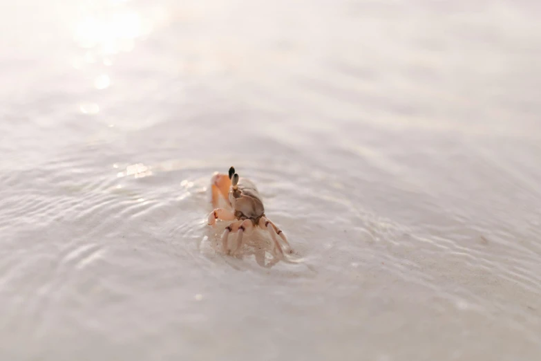 a crab that is swimming in some water, unsplash, minimalism, fan favorite, jumping spider, ghost shrimp, seaside