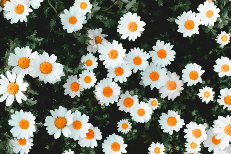 a field of white flowers with orange centers, an album cover, trending on unsplash, aestheticism, 🌸 🌼 💮, garden flowers pattern, dark and white, instagram post