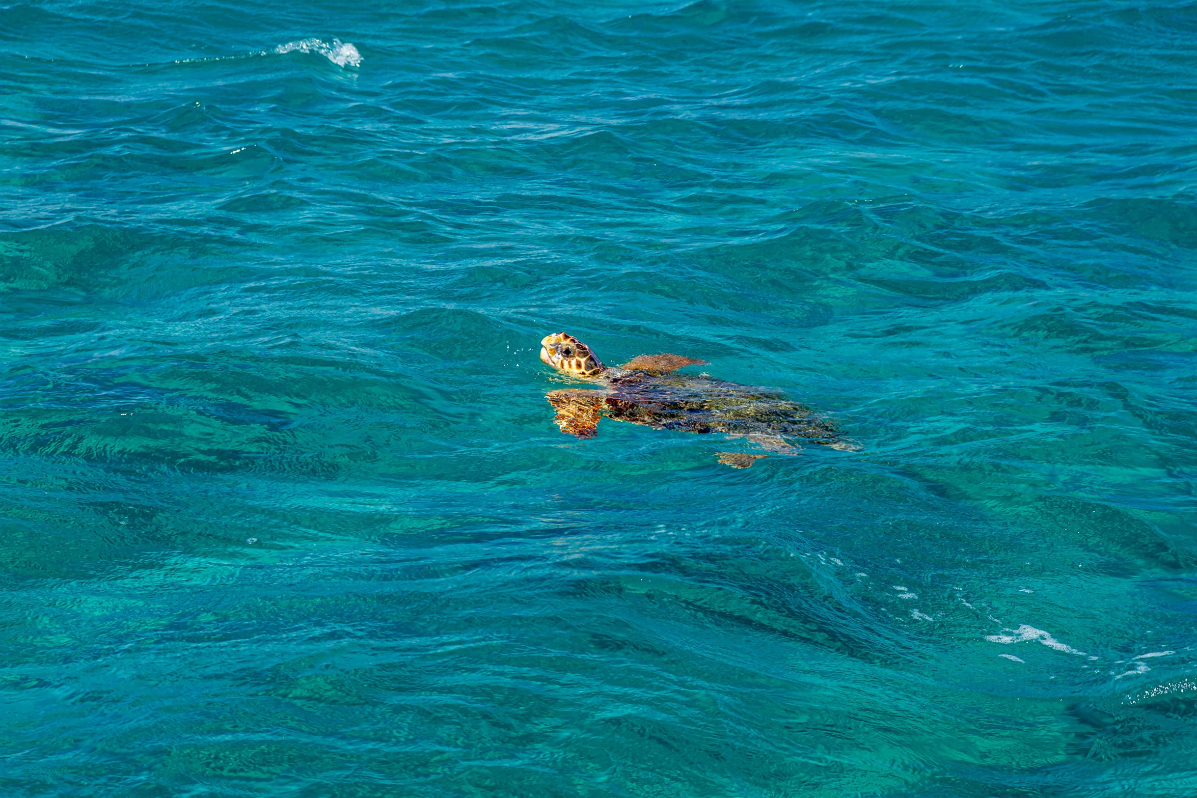 a turtle swimming in the middle of the ocean, light blue water, reflecting, on the ocean water, from the distance