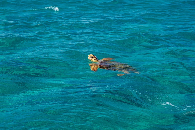 a turtle swimming in the middle of the ocean, light blue water, reflecting, on the ocean water, from the distance