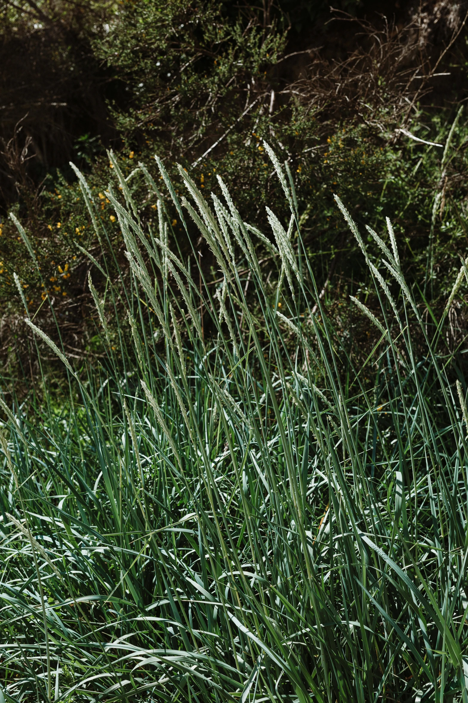 a fire hydrant sitting in the middle of a lush green field, by Albert J. Welti, hurufiyya, very long silver beard, bullrushes, a pair of ribbed, thumbnail