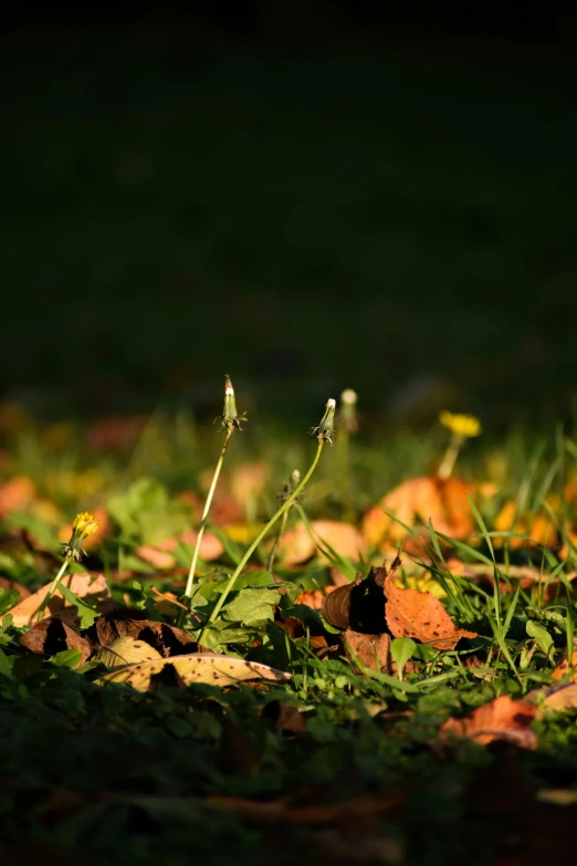 a group of leaves sitting on top of a lush green field, by Andries Stock, warm glow coming the ground, wilted flowers, today\'s featured photograph 4k, ground level shot