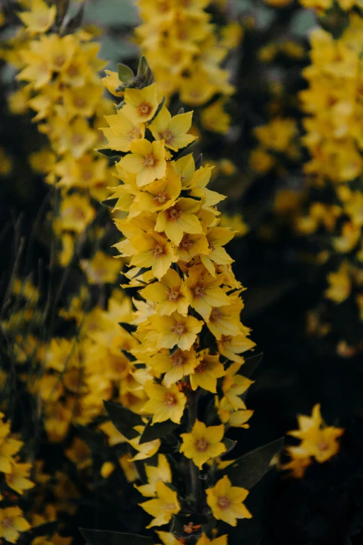 a bunch of yellow flowers sitting on top of a lush green field, unsplash, baroque, covered in flame porcelain vine, spiky, against dark background, grainy quality