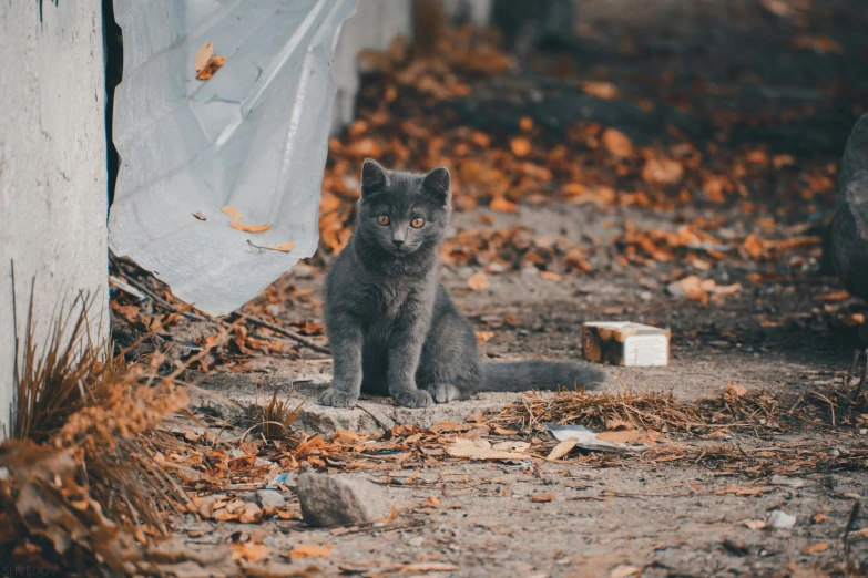 a cat that is sitting on the ground, by Niko Henrichon, pexels contest winner, litter, dressed in a gray, promo image, in a square
