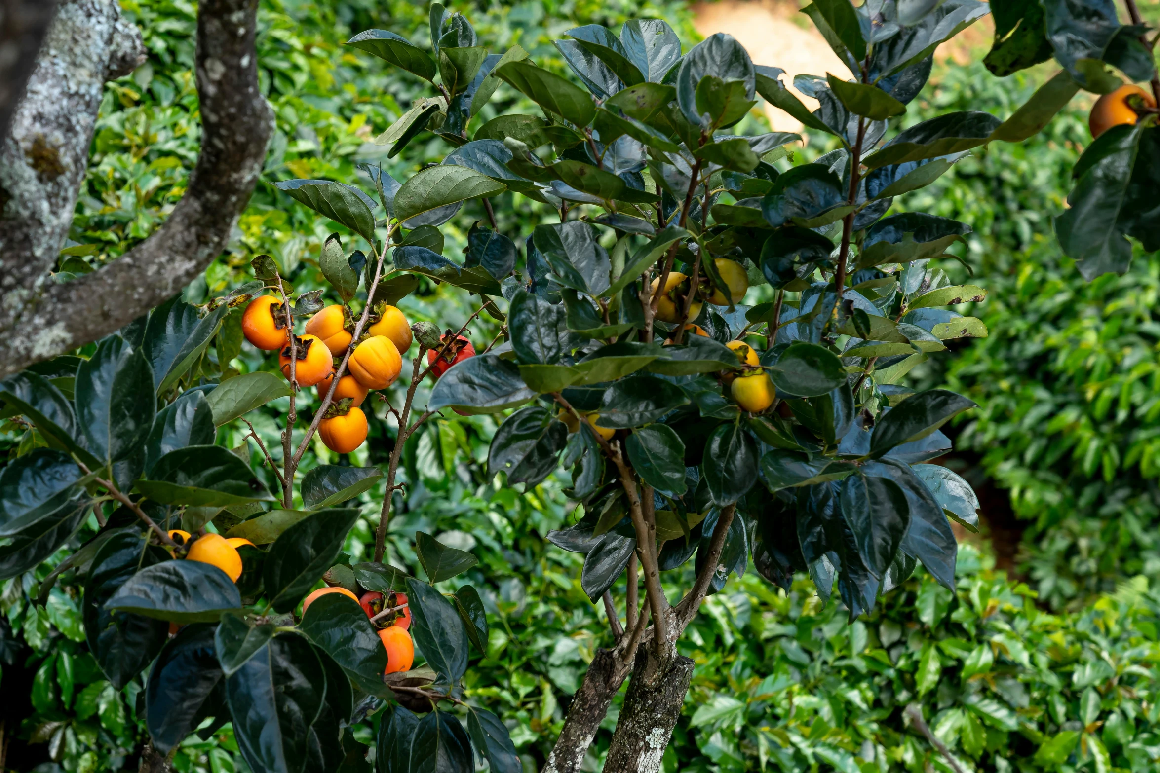 a close up of a tree with fruit on it, orange plants, lush vista, f / 1, fan favorite