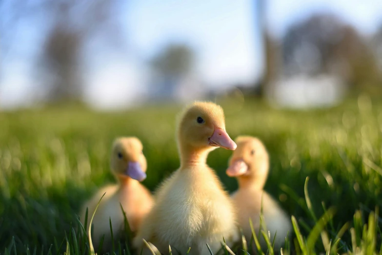 a group of ducks sitting on top of a lush green field, unsplash, photorealism, toy photo, close-up photo, beatifully lit, r/aww