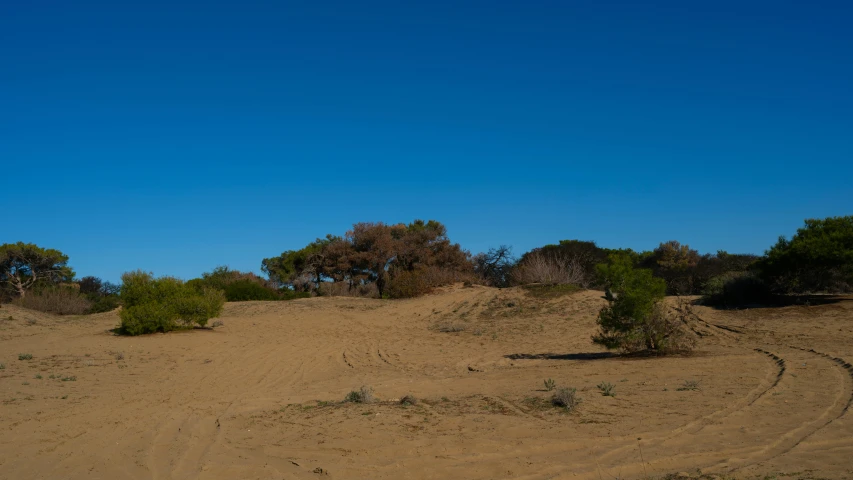 a dirt road in the middle of a desert, beach trees in the background, manuka, brown, panoramic photography