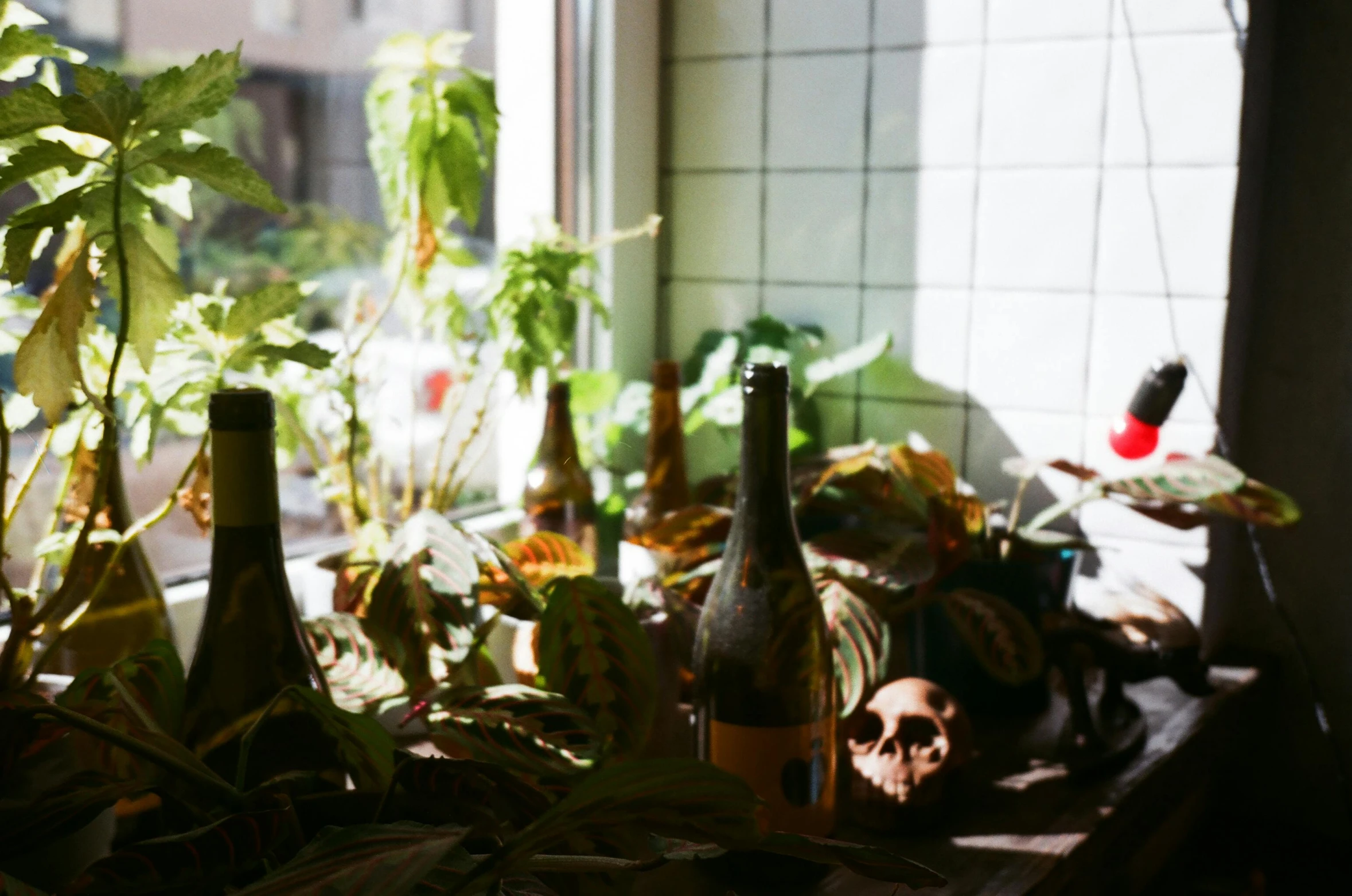 a bunch of bottles sitting on top of a window sill, a still life, unsplash, vanitas, covered in plants, beers on the table, alien foliage plants, permaculture