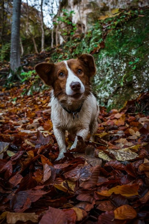 a brown and white dog sitting on top of a pile of leaves, a portrait, pexels contest winner, walking in a forest, rocky roads, slide show, australian