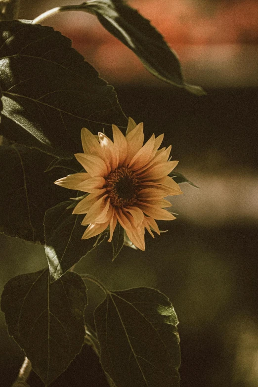 a close up of a sunflower with leaves, inspired by Elsa Bleda, unsplash, renaissance, sunfaded, flowers and trees, brown, made of flowers and leaves