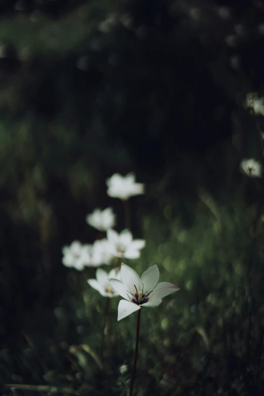 a group of white flowers sitting on top of a lush green field, a picture, unsplash, minimalism, in a dark forest, ((sharp focus))