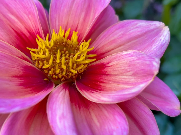 a close up of a pink flower with a yellow center, by Carey Morris, pexels contest winner, multicolored, highly ornamental, 8k hd resolution”, smooth detailed